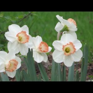 Meet your Posher, Bridget